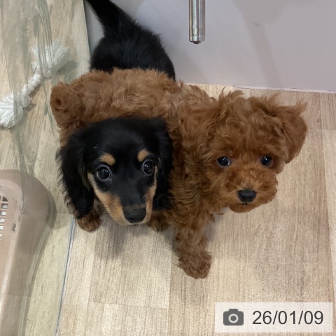 福岡県のトイプードル(トイ) (ペットプラス 小倉南店/2025年10月27日生まれ/男の子/レッド)の子犬の4枚目の画像