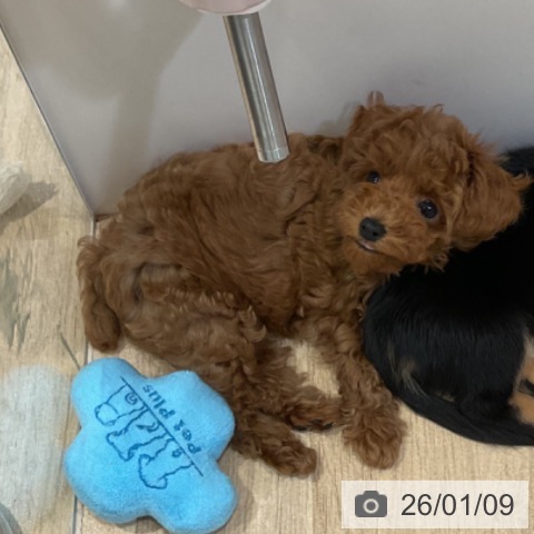 福岡県のトイプードル(トイ) (ペットプラス 小倉南店/2025年10月27日生まれ/男の子/レッド)の子犬の3枚目の画像