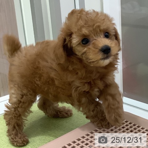 福岡県のトイプードル(トイ) (ペットプラス 福岡店/2025年10月27日生まれ/男の子/レッド)の子犬の3枚目の画像