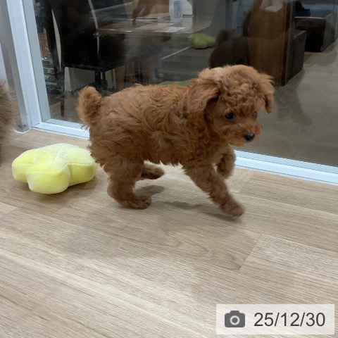 福岡県のトイプードル(トイ) (ペットプラス 八幡東店/2025年10月27日生まれ/男の子/レッド)の子犬の4枚目の画像