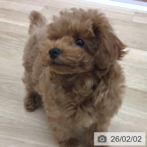 トイ・プードルの写真