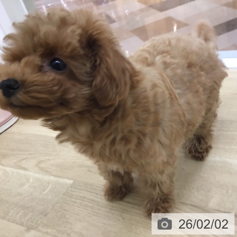 トイ・プードルの写真