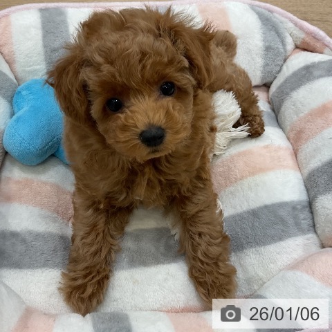 福岡県のトイプードル(トイ) (ペットプラス 香椎浜店/2025年10月27日生まれ/女の子/アプリコット)の子犬の3枚目の画像