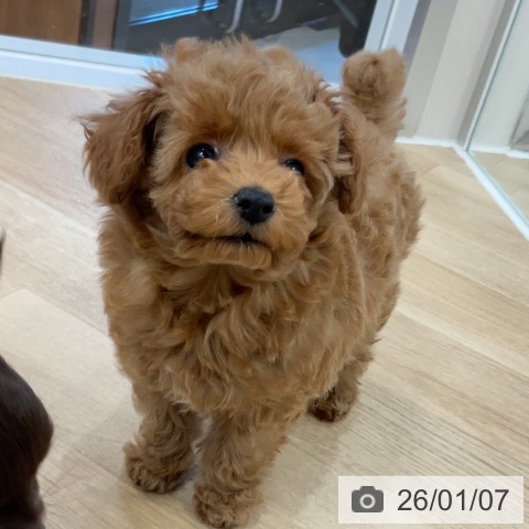 トイ・プードルの写真