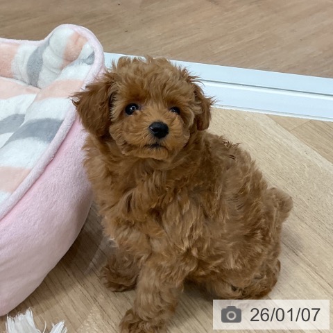 宮崎県のトイプードル(トイ) (ペットプラス 宮崎店/2025年10月27日生まれ/女の子/アプリコット)の子犬の3枚目の画像