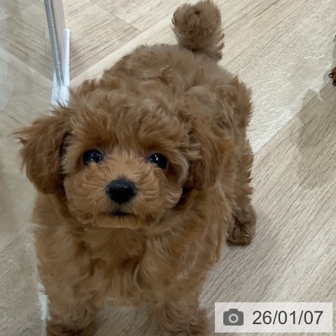 福岡県のトイプードル(トイ) (ペットプラス 香椎浜店/2025年10月27日生まれ/女の子/アプリコット)の子犬の3枚目の画像