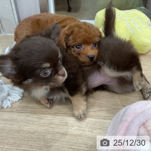 福岡県のトイプードル(トイ) (ペットプラス 八幡東店/2025年10月27日生まれ/女の子/アプリコット)の子犬の4枚目の画像