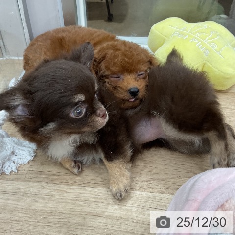 福岡県のトイプードル(トイ) (ペットプラス 八幡東店/2025年10月27日生まれ/女の子/アプリコット)の子犬の3枚目の画像