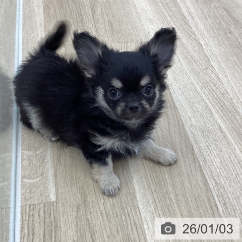 山梨県のチワワ(ロング) (ペットプラス 甲府国母店/2025年10月28日生まれ/男の子/ブラックタン)の子犬の4枚目の画像