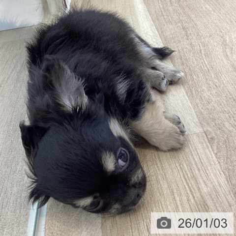 山梨県のチワワ(ロング) (ペットプラス 甲府国母店/2025年10月28日生まれ/男の子/ブラックタン)の子犬の3枚目の画像