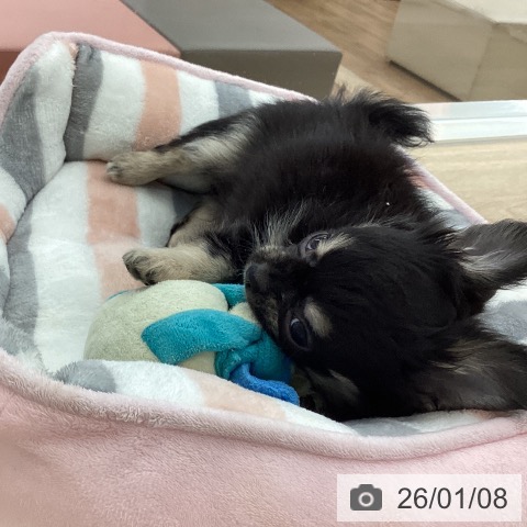 山梨県のチワワ(ロング) (ペットプラス 甲府国母店/2025年10月28日生まれ/男の子/ブラックタン)の子犬の4枚目の画像