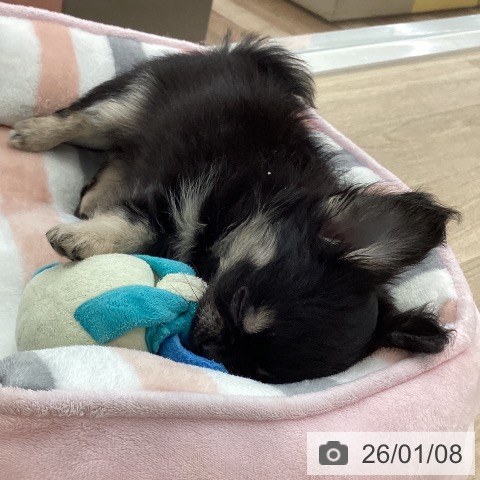 山梨県のチワワ(ロング) (ペットプラス 甲府国母店/2025年10月28日生まれ/男の子/ブラックタン)の子犬の3枚目の画像