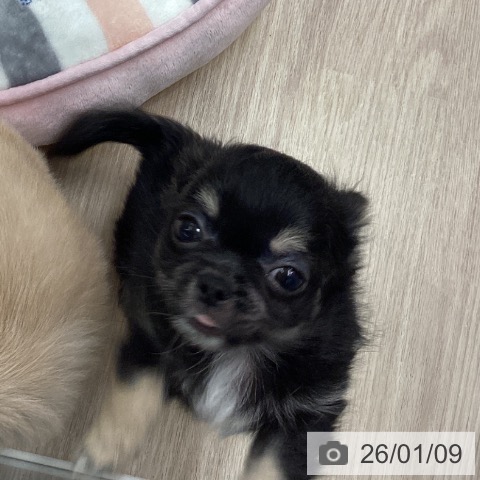 長崎県のチワワ(ロング) (ペットプラス 長崎店/2025年10月28日生まれ/男の子/ブラックタン)の子犬の4枚目の画像