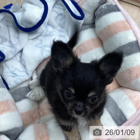 長崎県のチワワ(ロング) (ペットプラス 長崎店/2025年10月28日生まれ/男の子/ブラックタン)の子犬の3枚目の画像
