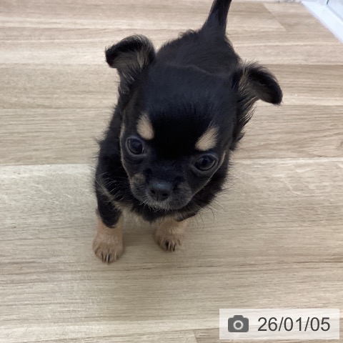 宮崎県のチワワ(ロング) (ペットプラス 宮崎店/2025年10月28日生まれ/女の子/ブラックタン)の子犬の4枚目の画像