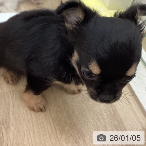 宮崎県のチワワ(ロング) (ペットプラス 宮崎店/2025年10月28日生まれ/女の子/ブラックタン)の子犬の3枚目の画像