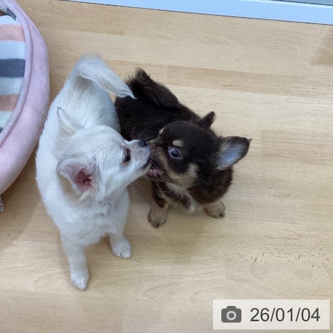 福岡県のチワワ(ロング) (ペットプラス MARK IS 福岡ももち店/2025年10月28日生まれ/女の子/チョコレートタン)の子犬の3枚目の画像