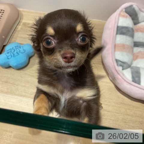 福岡県のチワワ(ロング) (ペットプラス 小倉南店/2025年10月28日生まれ/女の子/チョコレートタン)の子犬の4枚目の画像