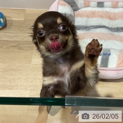 福岡県のチワワ(ロング) (ペットプラス 小倉南店/2025年10月28日生まれ/女の子/チョコレートタン)の子犬の3枚目の画像