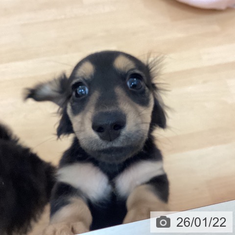 福岡県のミニチュアダックスフンド(ロング) (ペットプラス 福岡伊都店/2025年10月23日生まれ/男の子/ブラックイエロー)の子犬の4枚目の画像