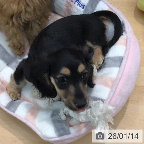 熊本県のミニチュアダックスフンド(ロング) (ペットプラス 熊本店/2025年10月23日生まれ/男の子/ブラックイエロー)の子犬の3枚目の画像