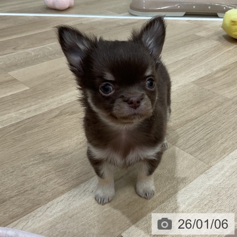 福岡県のチワワ(ロング) (ペットプラス 香椎浜店/2025年10月27日生まれ/女の子/チョコレートタンホワイト)の子犬の3枚目の画像