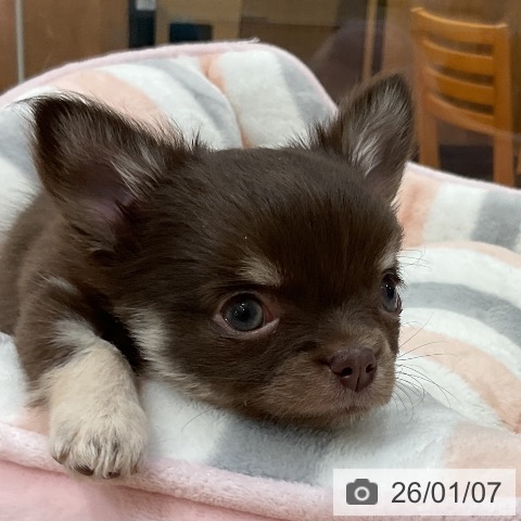 福岡県のチワワ(ロング) (ペットプラス 香椎浜店/2025年10月27日生まれ/女の子/チョコレートタンホワイト)の子犬の4枚目の画像