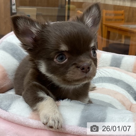 福岡県のチワワ(ロング) (ペットプラス 香椎浜店/2025年10月27日生まれ/女の子/チョコレートタンホワイト)の子犬の3枚目の画像