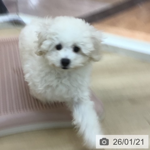 宮崎県のトイプードル(トイ) (ペットプラス 宮崎店/2025年10月28日生まれ/男の子/クリーム)の子犬の4枚目の画像