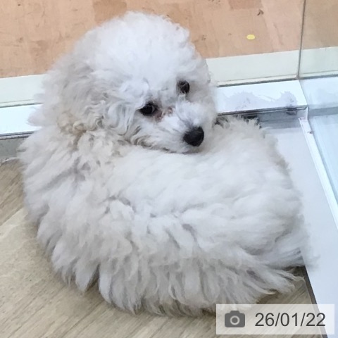 宮崎県のトイプードル(トイ) (ペットプラス 宮崎店/2025年10月28日生まれ/男の子/クリーム)の子犬の4枚目の画像