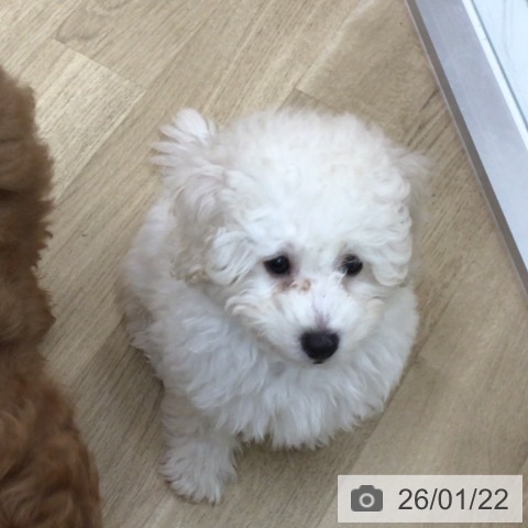 宮崎県のトイプードル(トイ) (ペットプラス 宮崎店/2025年10月28日生まれ/男の子/クリーム)の子犬の3枚目の画像