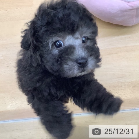 福岡県のトイプードル(トイ) (ペットプラス 福岡店/2025年10月30日生まれ/男の子/シルバー)の子犬の4枚目の画像