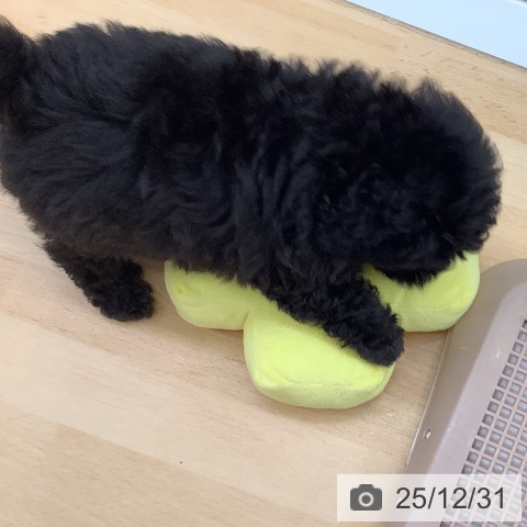 福岡県のトイプードル(トイ) (ペットプラス 福岡店/2025年10月30日生まれ/男の子/シルバー)の子犬の3枚目の画像