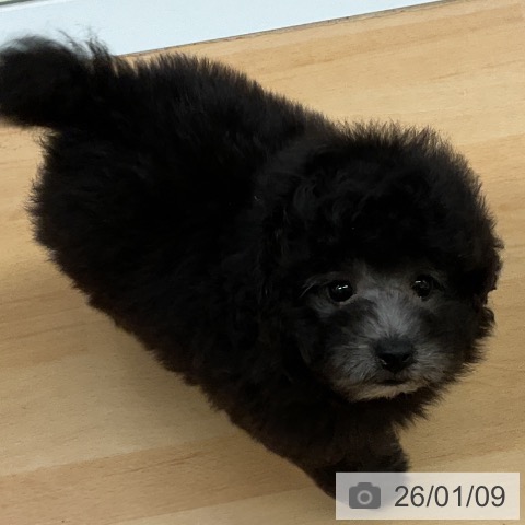 福岡県のトイプードル(トイ) (ペットプラス 福岡店/2025年10月30日生まれ/男の子/シルバー)の子犬の4枚目の画像