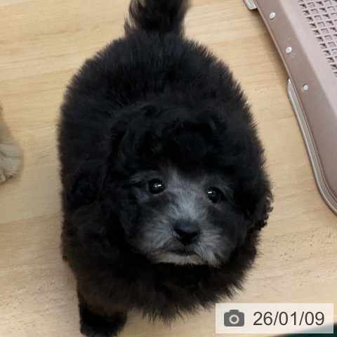 福岡県のトイプードル(トイ) (ペットプラス 福岡店/2025年10月30日生まれ/男の子/シルバー)の子犬の3枚目の画像