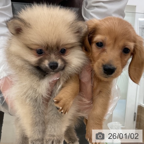 福岡県のポメラニアン (ペットプラス 八幡東店/2025年10月30日生まれ/女の子/クリームセーブル)の子犬の4枚目の画像