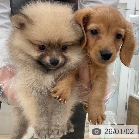 福岡県のポメラニアン (ペットプラス 八幡東店/2025年10月30日生まれ/女の子/クリームセーブル)の子犬の3枚目の画像