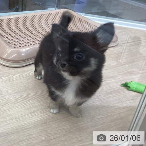 埼玉県のチワワ(ロング) (ペットプラス 上尾店/2025年10月30日生まれ/男の子/ブラックタンホワイト)の子犬の3枚目の画像