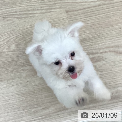 長崎県のマルチーズ (ペットプラス 長崎店/2025年10月30日生まれ/男の子/ホワイト)の子犬の4枚目の画像