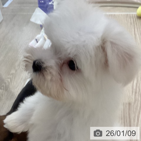 長崎県のマルチーズ (ペットプラス 長崎店/2025年10月30日生まれ/男の子/ホワイト)の子犬の3枚目の画像