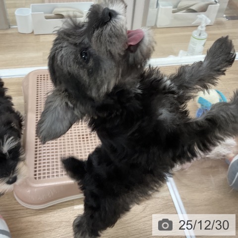 福岡県のミニチュアシュナウザー (ペットプラス 八幡東店/2025年10月27日生まれ/男の子/ソルトペッパー)の子犬の4枚目の画像