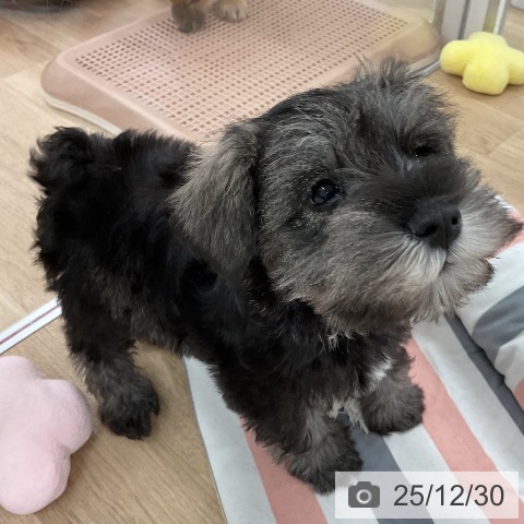 福岡県のミニチュアシュナウザー (ペットプラス 八幡東店/2025年10月27日生まれ/男の子/ソルトペッパー)の子犬の3枚目の画像