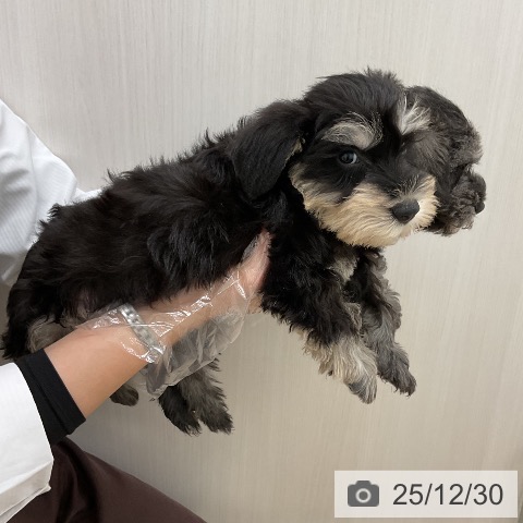 ミニチュア・シュナウザーの写真