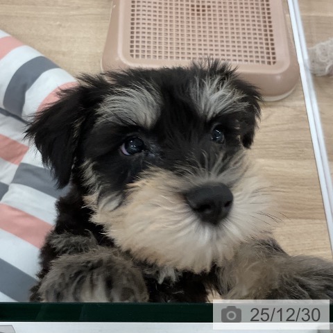 ミニチュア・シュナウザーの写真