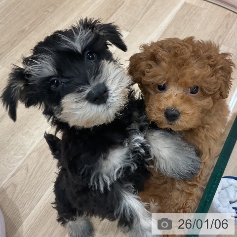 ミニチュア・シュナウザーの写真