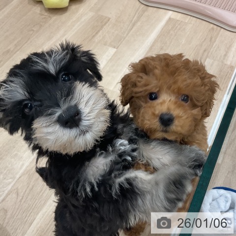 ミニチュア・シュナウザーの写真