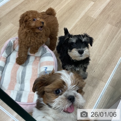 ミニチュア・シュナウザーの写真