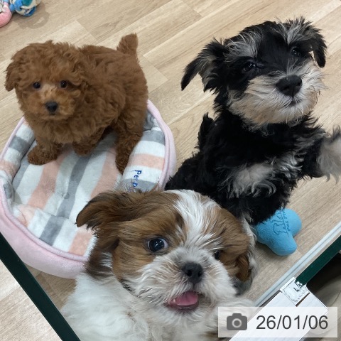 ミニチュア・シュナウザーの写真