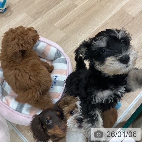 ミニチュア・シュナウザーの写真