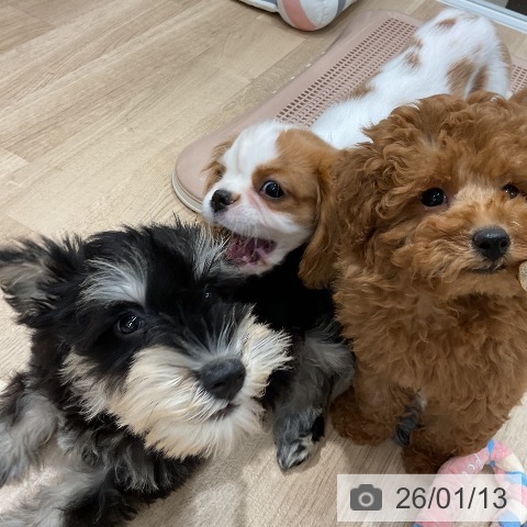 ミニチュア・シュナウザーの写真